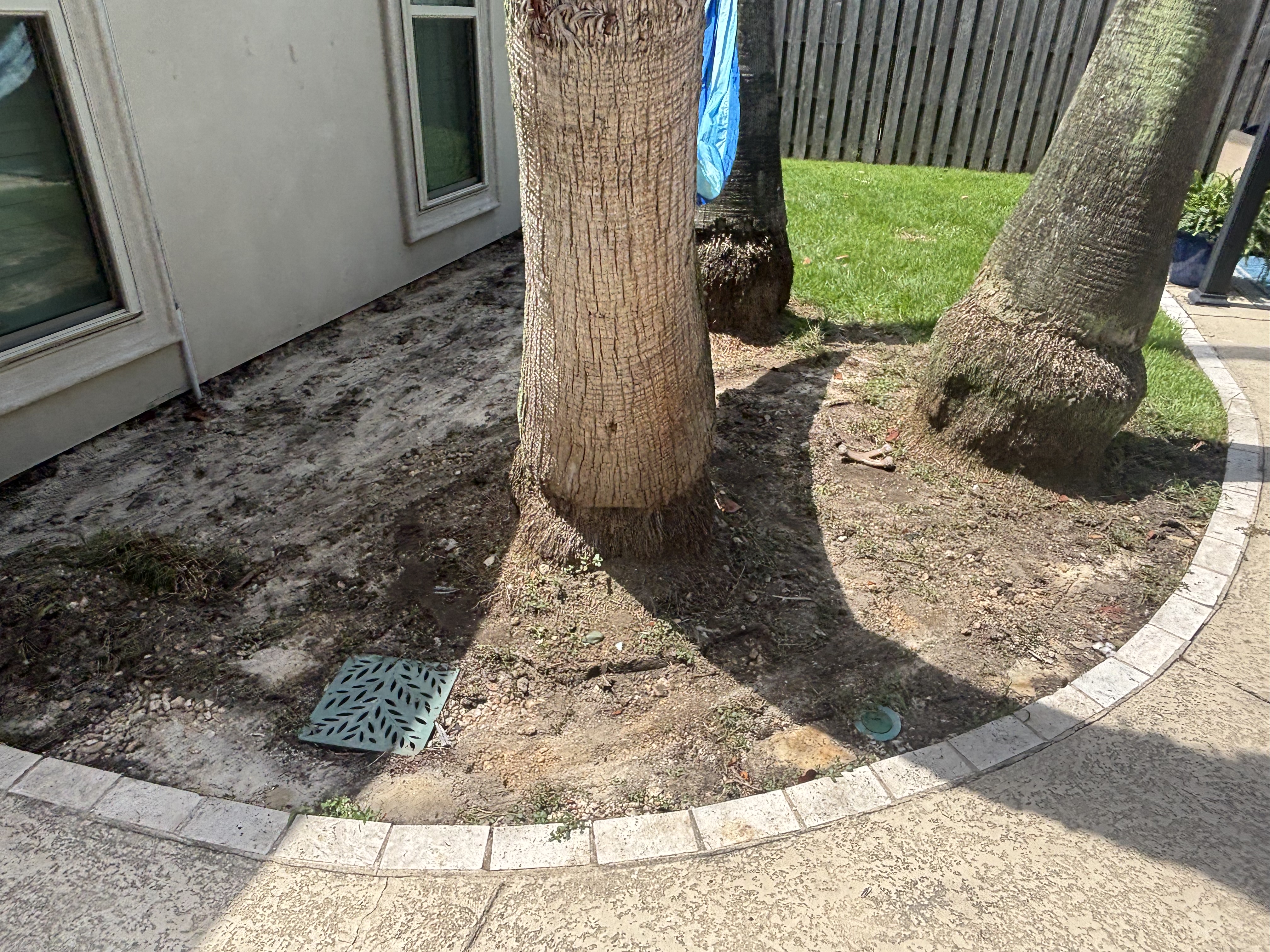 Before - bare muddy ground around palm trees with exposed drain grate in Baton Rouge